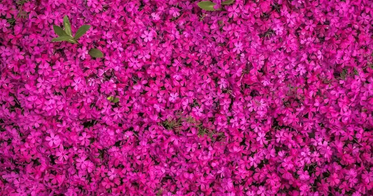 Realme 8: Orta Segmentte Yüksek Performans ve Şık Tasarım Sunan Akıllı Telefon