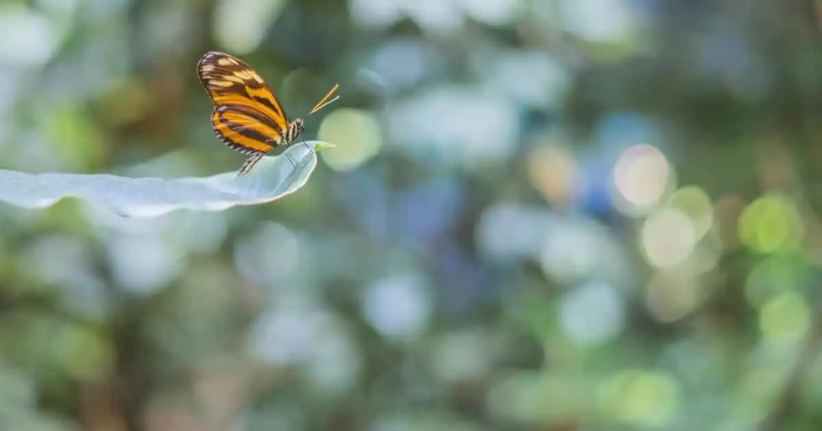 Ethereum Ekosisteminde Linea Katman 2 Çözümünün Özellikleri ve Geleceği