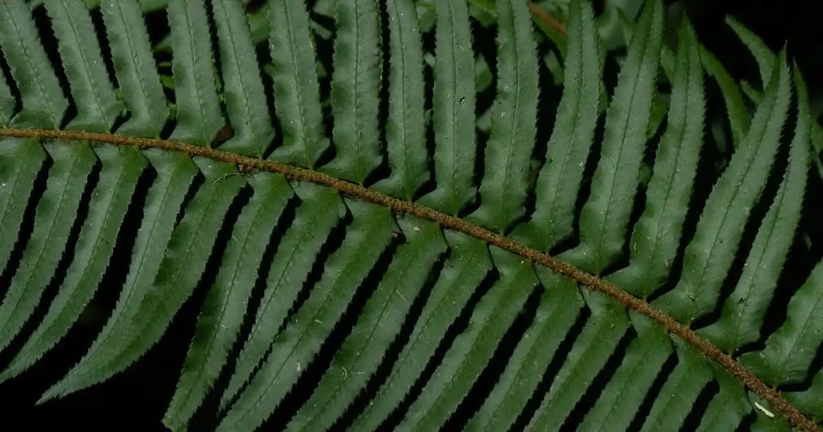 MacBook M4 ve MacBook Pro Karşılaştırması: Özellikler ve Kullanım Alanları