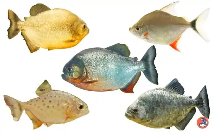 Piranha Teyip Elektronik ve Ev Aletleri Güç Bağlantısı İçin Güvenilir Çözüm