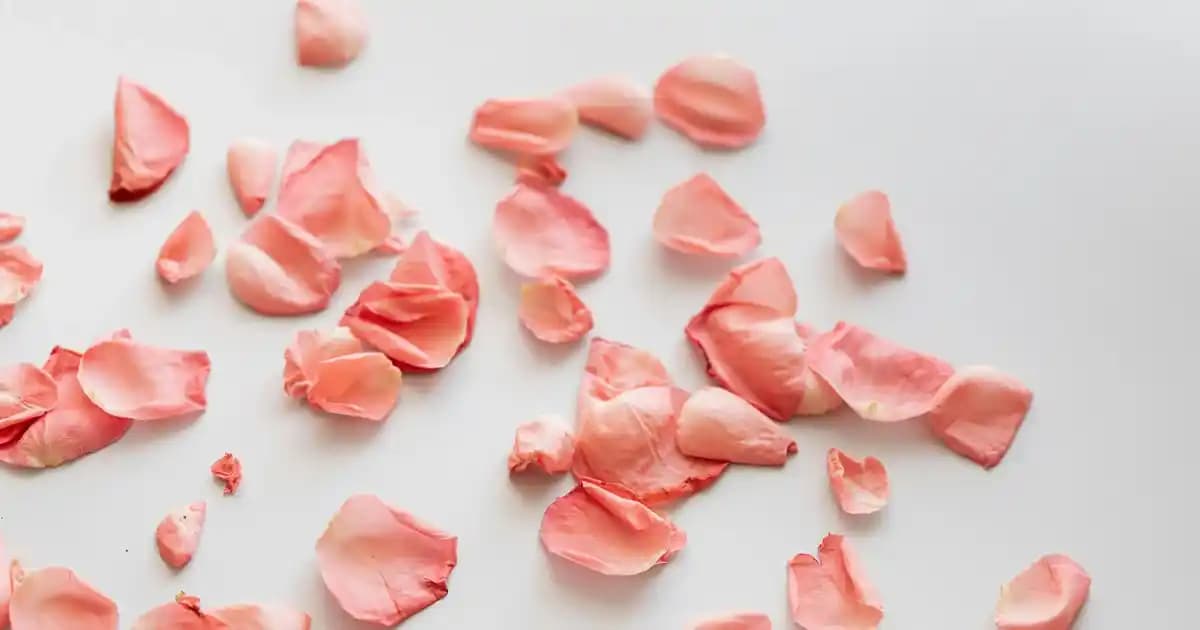 Redmi Note 12 Pro Plus Özellikleri ve Teknolojik Detaylar Hakkında Güncel Bilgiler