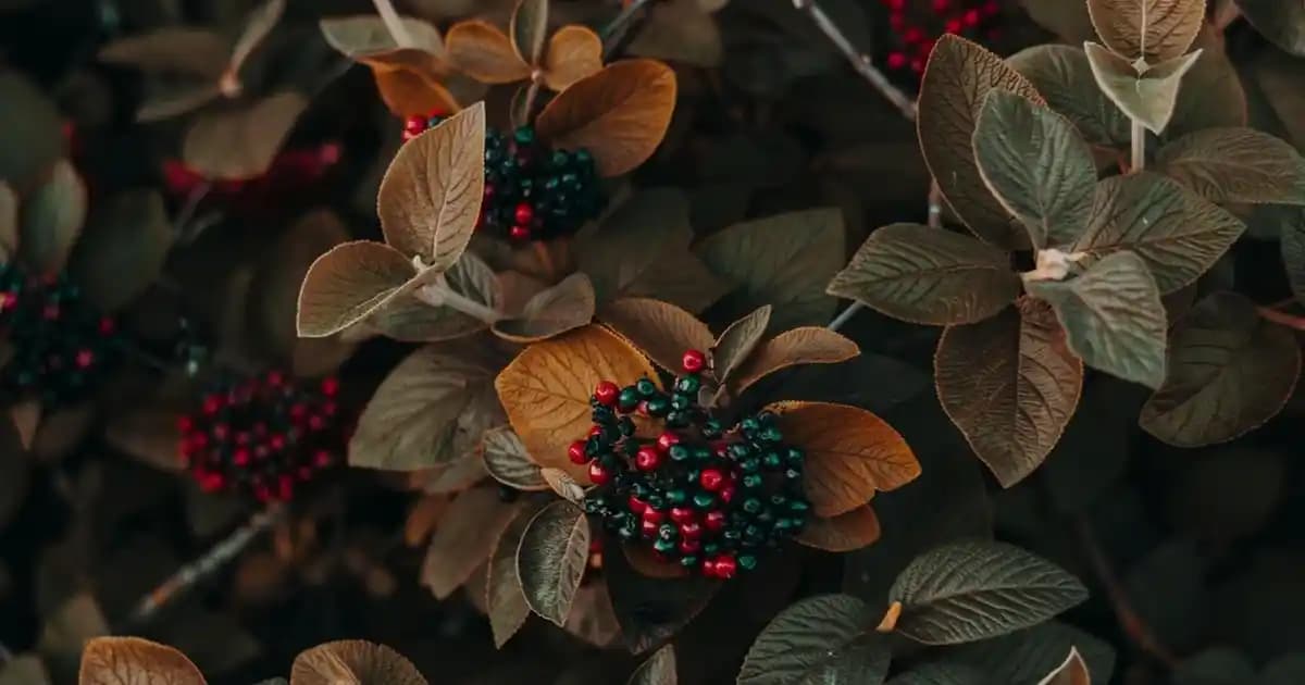 Redmi Note 8 Kamera Özellikleri ve Toplam Kamera Sayısı Hakkında Detaylar