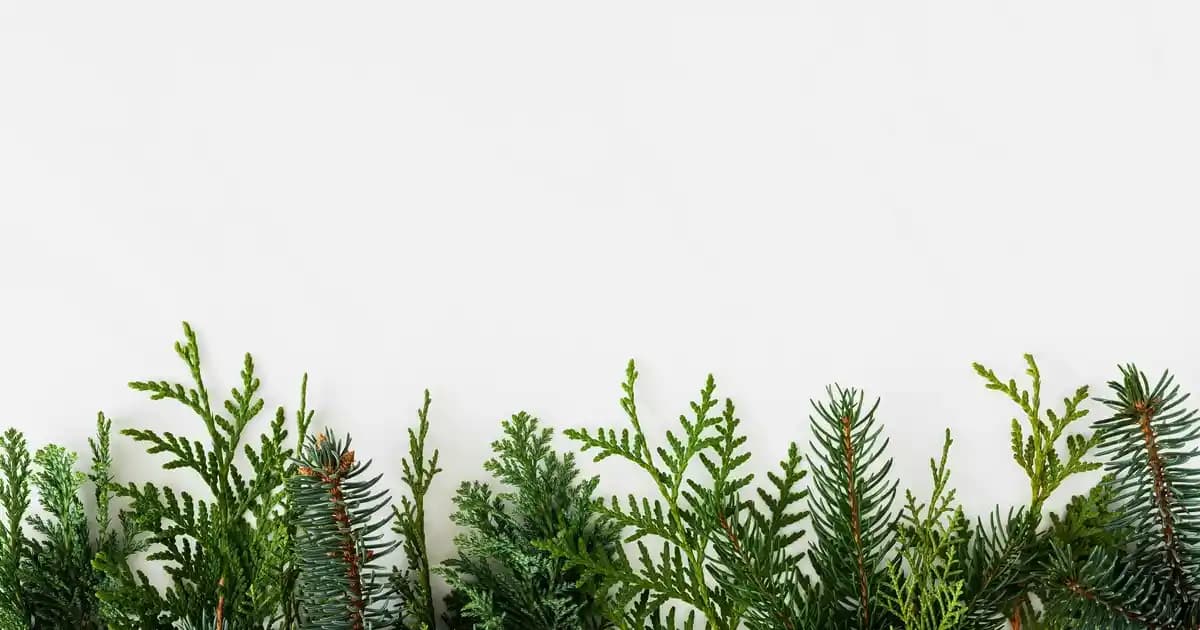 Roborock S8 Sonic ve Q8 Max Modellerinin Özellikleri ve Performans Karşılaştırması