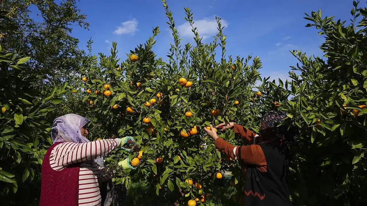 Mikrodalga ve Airfryer Kombinasyonu ile Gıdaların Yeniden Isıtılması ve Kıtırlaştırılması Yöntemleri