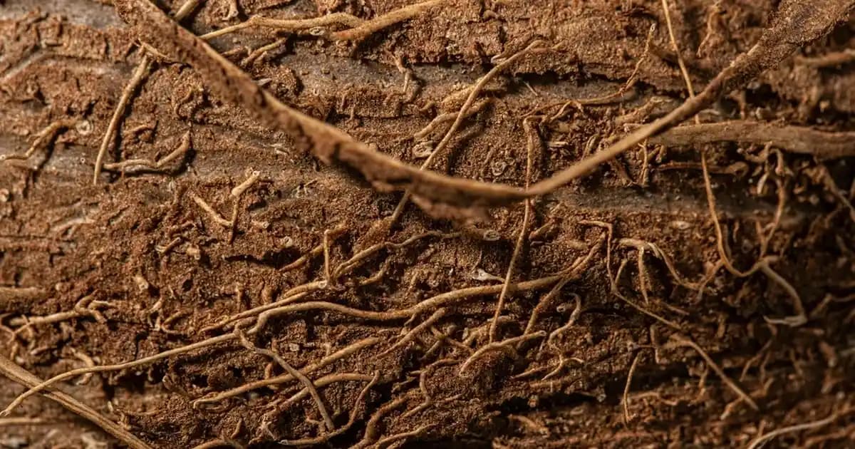 Çocuklar İçin Şarjlı Diş Fırçası Seçerken Dikkat Edilmesi Gerekenler ve En İyi Modeller