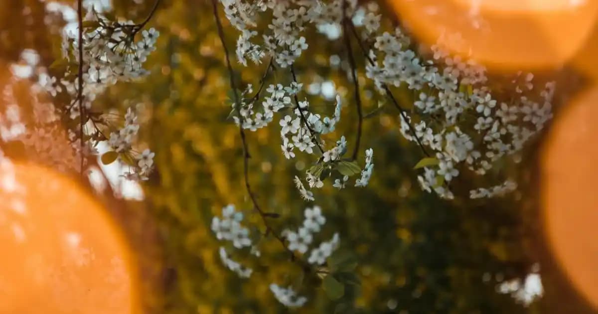 2025'te Samsung Galaxy Note 8 Batarya Değişimiyle Cihazınızı Yenileyin