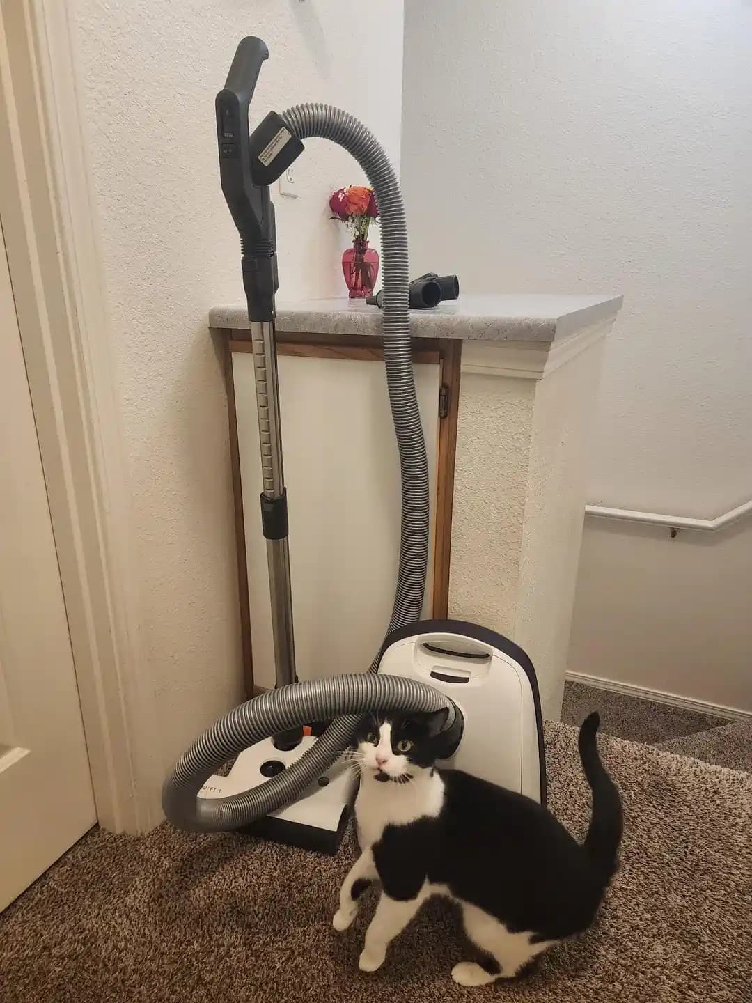 Sebo Elektrikli Süpürgeler: Performans, Kullanım Kolaylığı ve Evcil Hayvan Dostu Özellikler