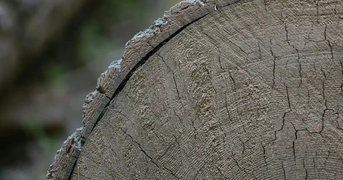 Thorqart ve Thorqtech Süpürge Standları: Özellikler ve Seçim Kriterleri