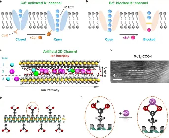 Hücre Mantığını Taklit Eden Akıllı Membranlarla Su Arıtımı ve Metal Geri Kazanımı Teknolojisi
