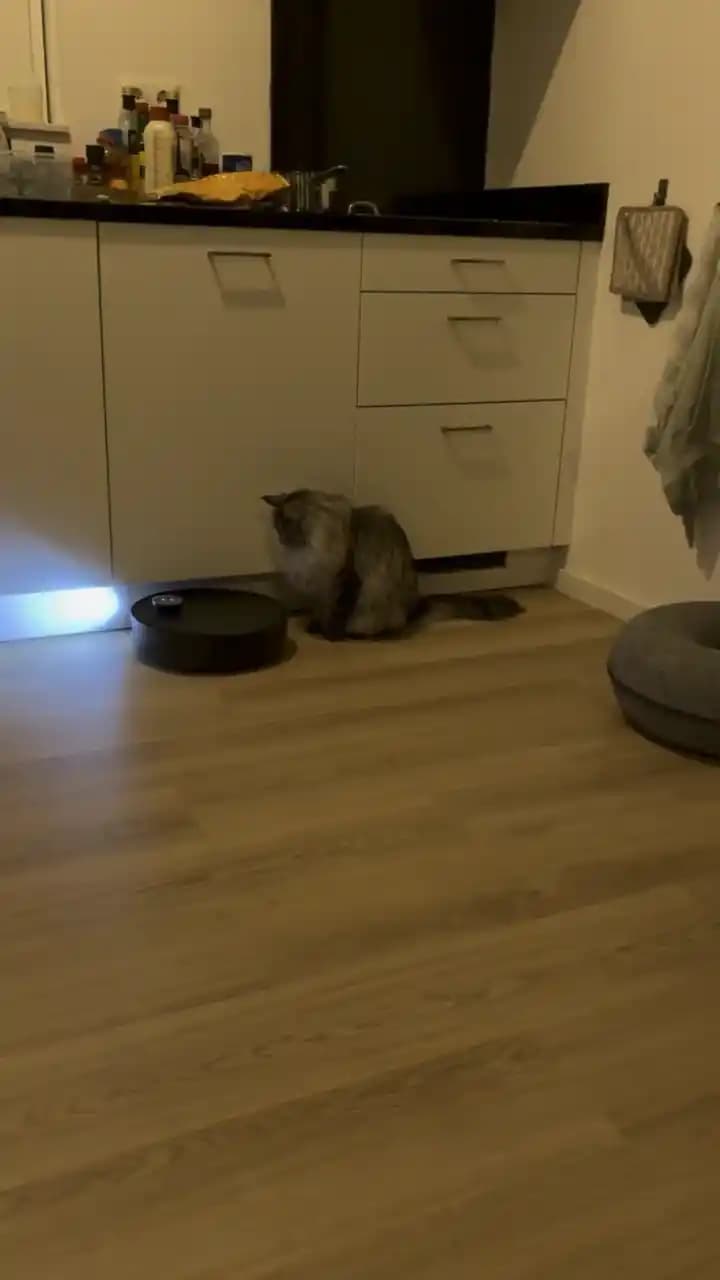 Kedilerin Robot Süpürge Üzerinde Durmasını Önlemek İçin Etkili Yöntemler ve Uygulamalar