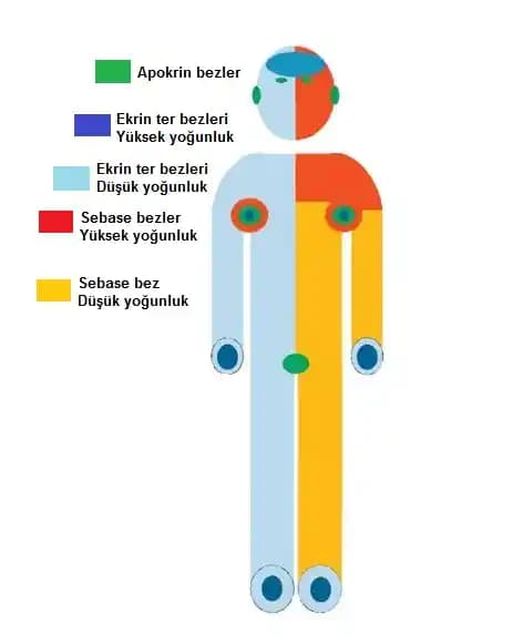 Vücut Kokularını Gidermede Etkili Hava Temizleyiciler ve Çok Yönlü Çözümler