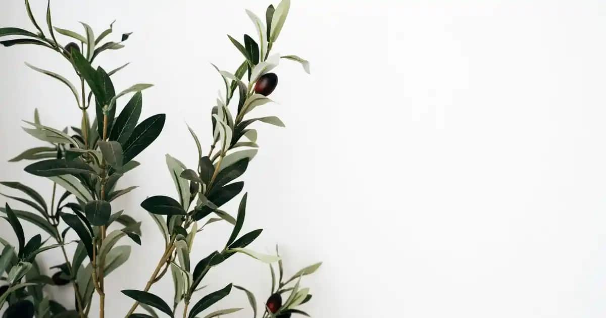 Altus Ankastre Fırınlar: Modern Mutfaklar İçin Şık ve Yüksek Performanslı Çözümler