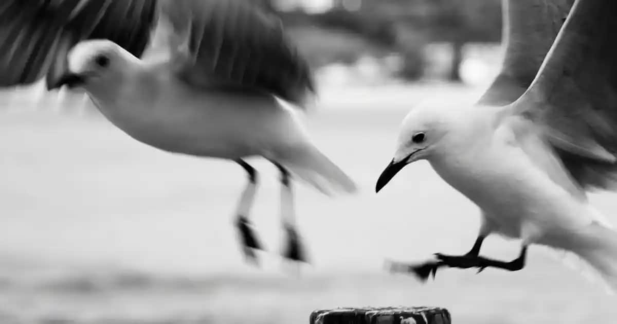 Arçelik Elektrikli Süpürge Fiyatları ve Model Seçiminde Dikkat Edilmesi Gerekenler