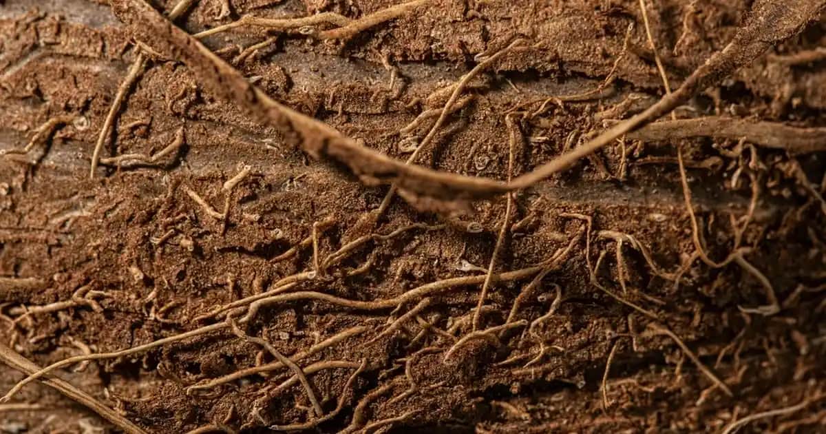 Elektrikli Makineler: Günümüz Teknolojisinin Gücü ve Verimliliği Üzerine Analiz