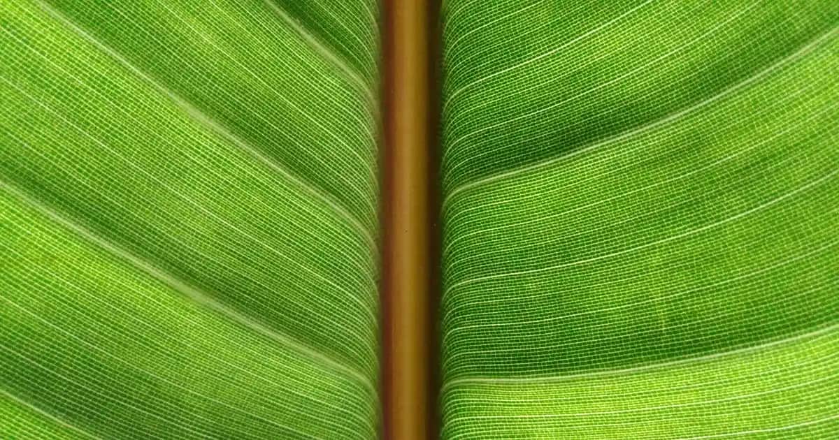 HAVIT PJ209: Çok Yönlü Kablosuz Ses Çözümü ve Modern Tasarım Özellikleri