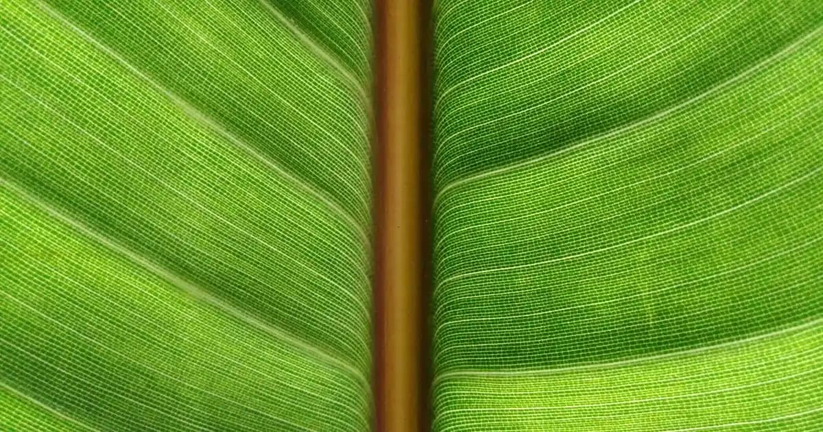 HAVIT PJ209: Çok Yönlü Kablosuz Ses Çözümü ve Modern Tasarım Özellikleri