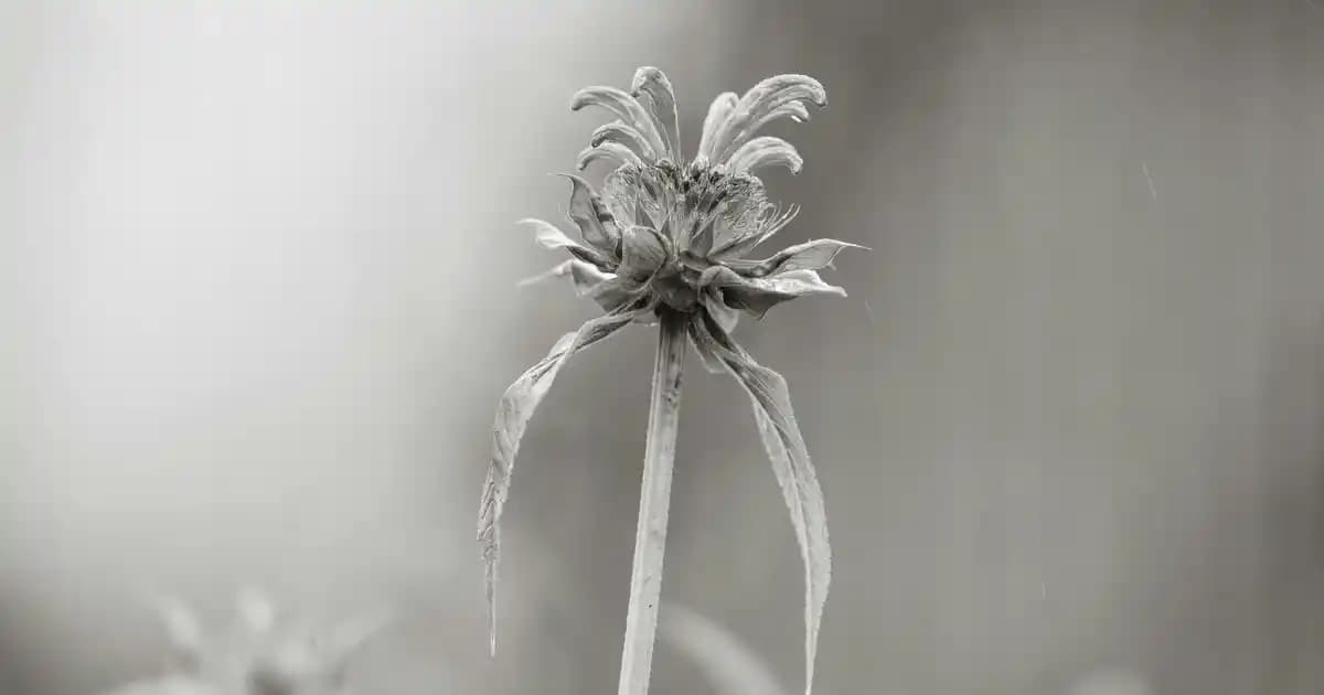 İlk Bulaşık Makineleri: Tarihçe, Teknolojiler ve Günümüzdeki Gelişmeler