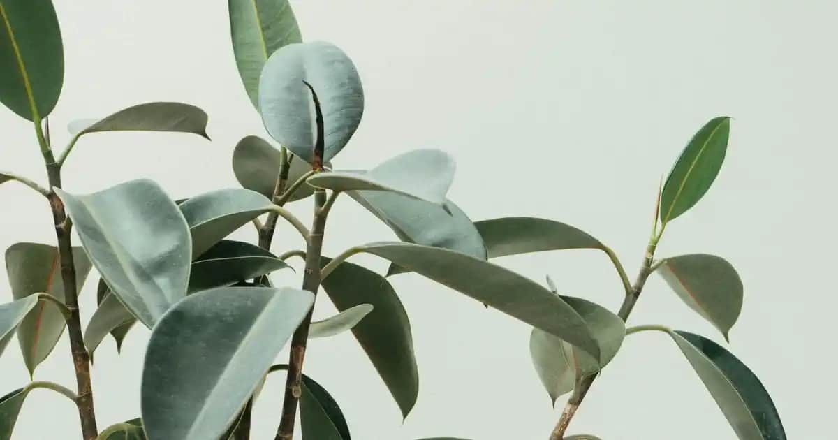 Philips HomeRun 7000 Serisi Akıllı Robot Süpürge ve Paspas Çözümü Özellikleri ve Kullanım Alanları