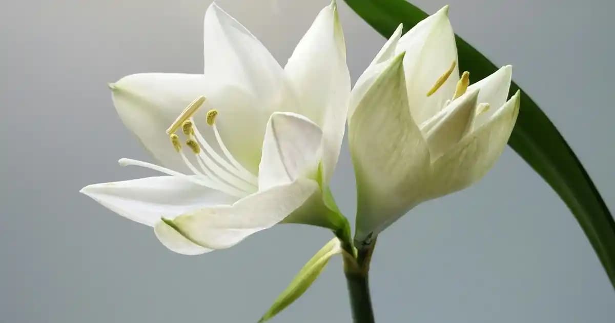 Philips PerfectCare Elite Plus: Yüksek Performanslı Otomatik Buhar Jeneratörlü Ütü