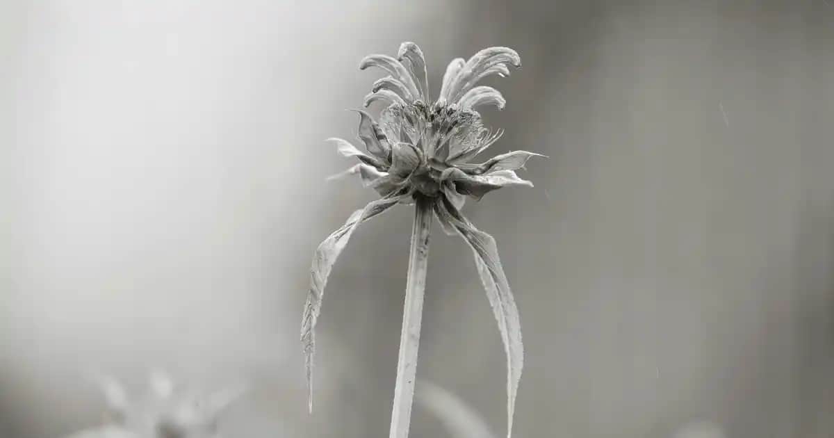 Philips PowerPro Compact FC9332: Güçlü ve Kompakt Elektrikli Süpürge Özellikleri ve Kullanıcı Yorumları