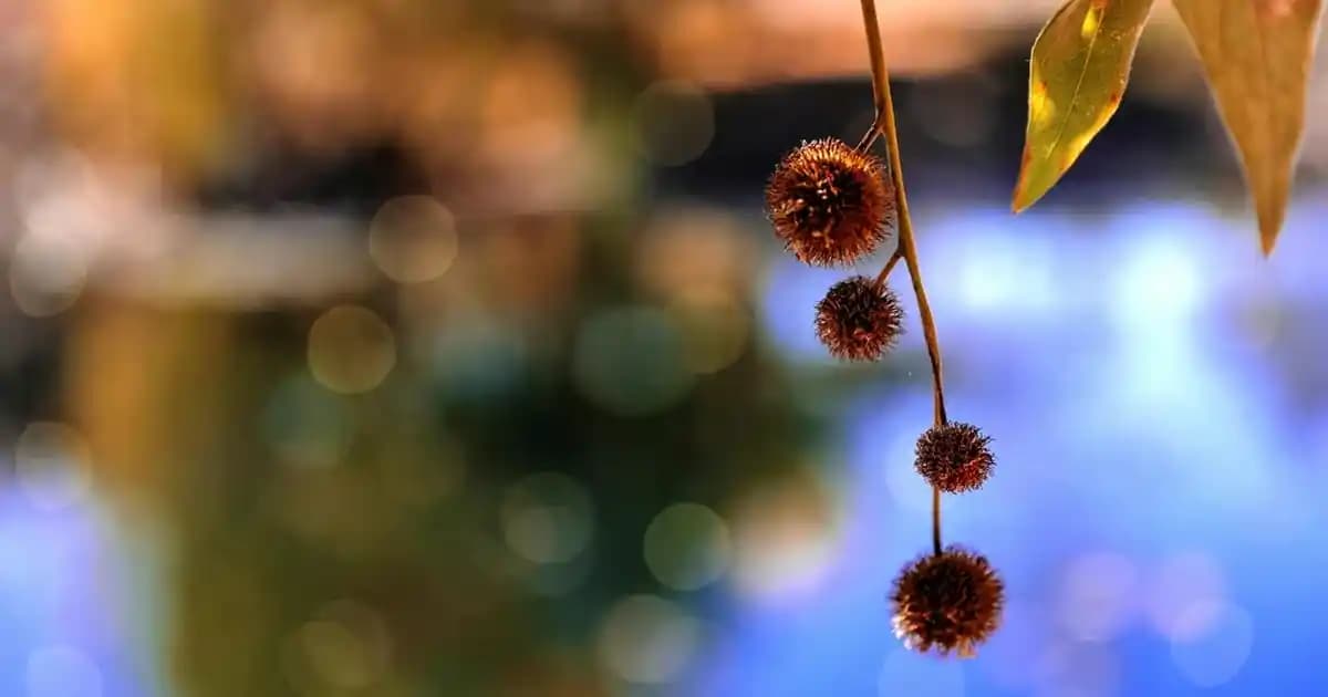 PlayStation Pro Nedir, Özellikleri ve Oyun Performansı Hakkında Detaylar