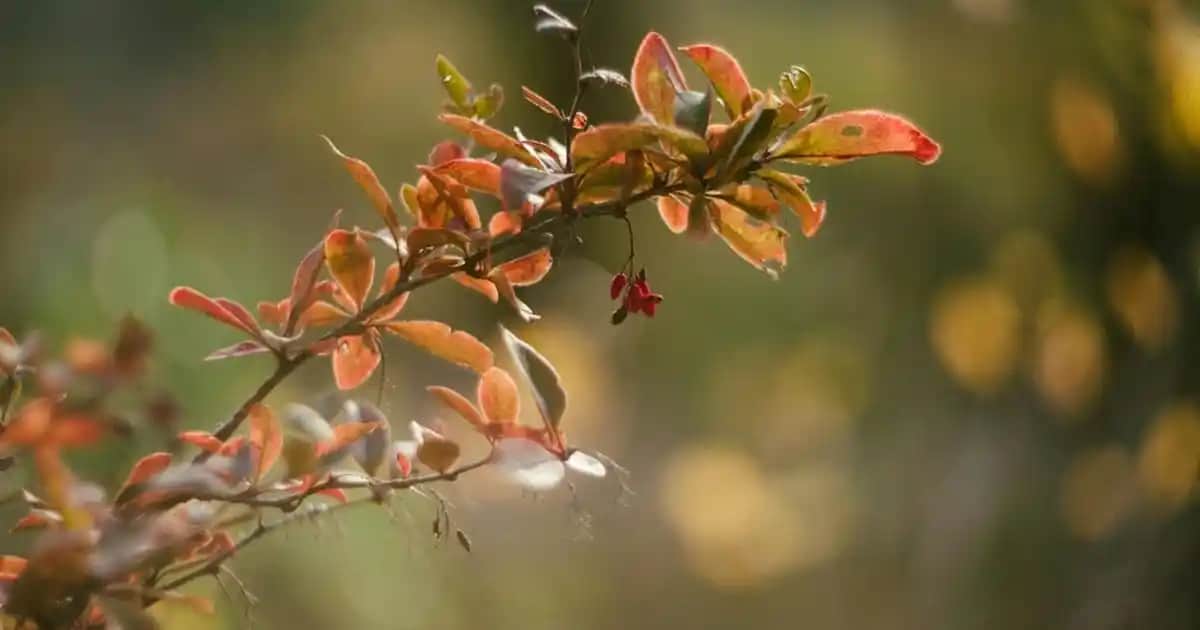 Redline TV Kumandası: Dayanıklı ve Kullanıcı Dostu Elektronik Aksesuarı