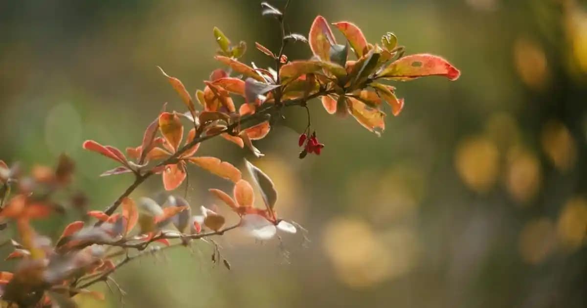 Redline TV Kumandası: Dayanıklı ve Kullanıcı Dostu Elektronik Aksesuarı