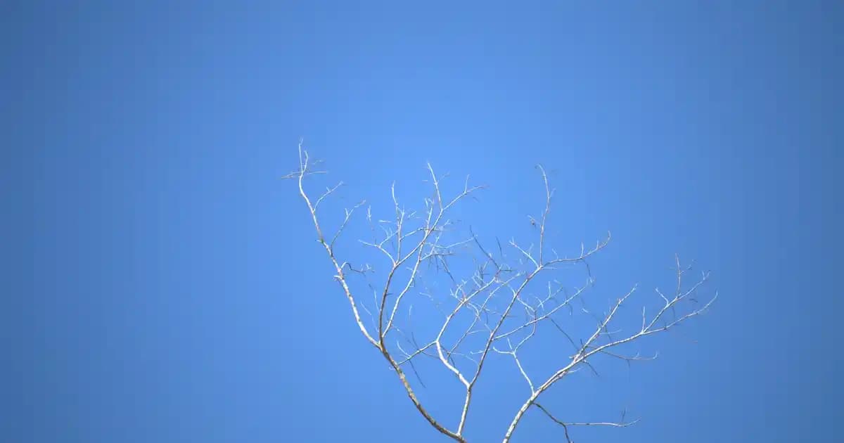 Samsung Galaxy S21 için En İyi Kılıf Seçenekleri ve Koruma İpuçları