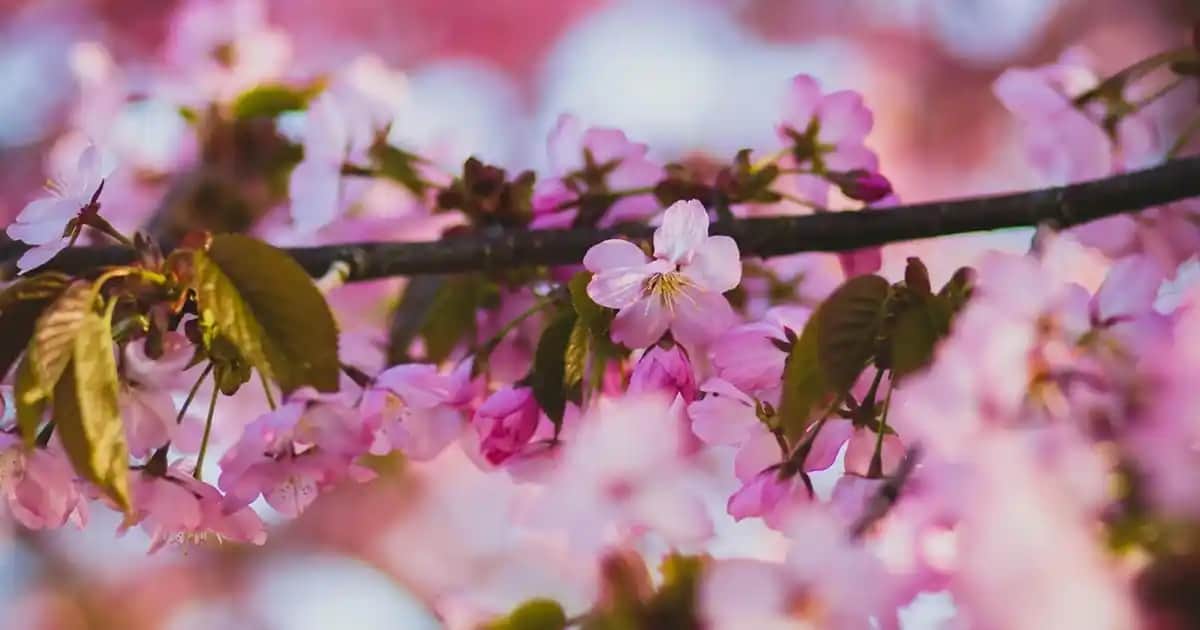 Segway-Ninebot F2 Pro: Modern Şehir Ulaşımında Yenilikçi Elektrikli Scooter Çözümü