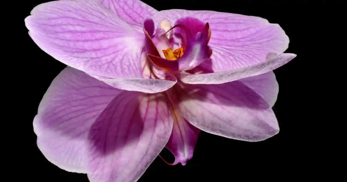 Vatan AirPods 3. Nesil: En Güncel Özellikler ve Satın Alma Rehberi