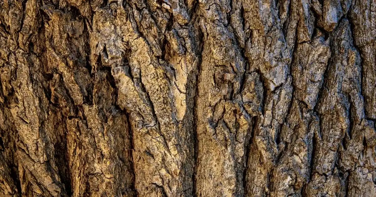 Xiaomi Ürün Karşılaştırması: En İyi Akıllı Cihazlar ve Özellikleri Analizi