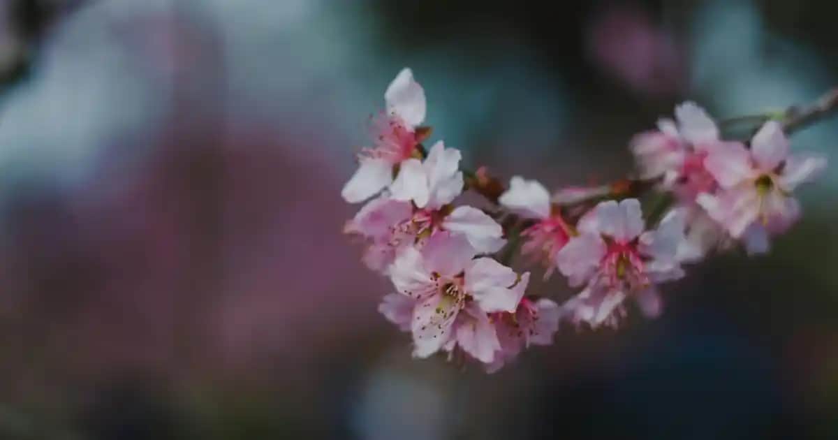 Yenilenmiş Elektronik Ürünler: Ekonomik ve Güvenilir Seçenekler Hakkında Güncel Bilgiler